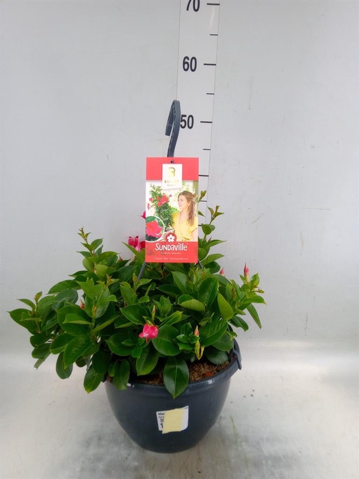 <h4>Mandevilla am. 'Sundav Red'</h4>