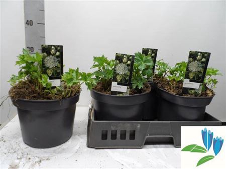 <h4>Astrantia M Shaggy</h4>