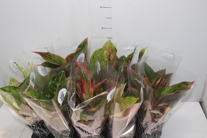 <h4>AGLAONEMA VARIADA P12 PREMIUM</h4>