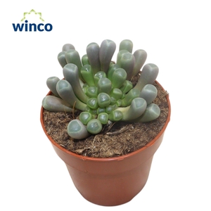 Fenestraria Aurantiaca