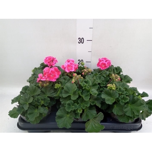 Pelargonium zona.   ...F1
