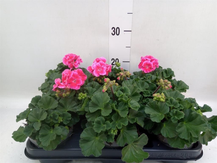 <h4>Pelargonium zona.   ...F1</h4>
