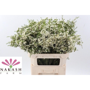 CHAMELAUCIUM UNCI. 'ARBEL'