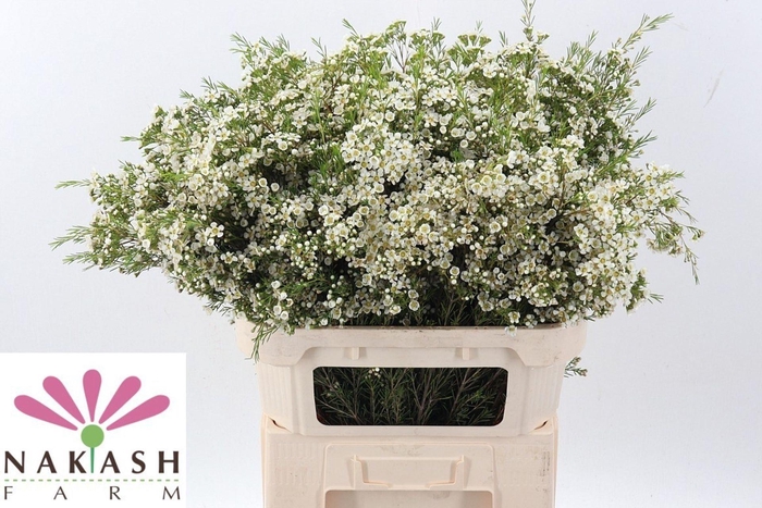 <h4>CHAMELAUCIUM UNCI. 'ARBEL'</h4>