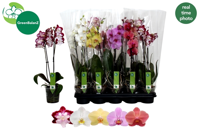 <h4>PHAL GEM 5 KL</h4>