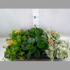 Planten  ..mix