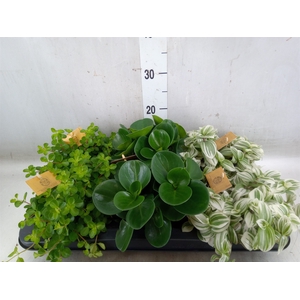 Planten  ..mix