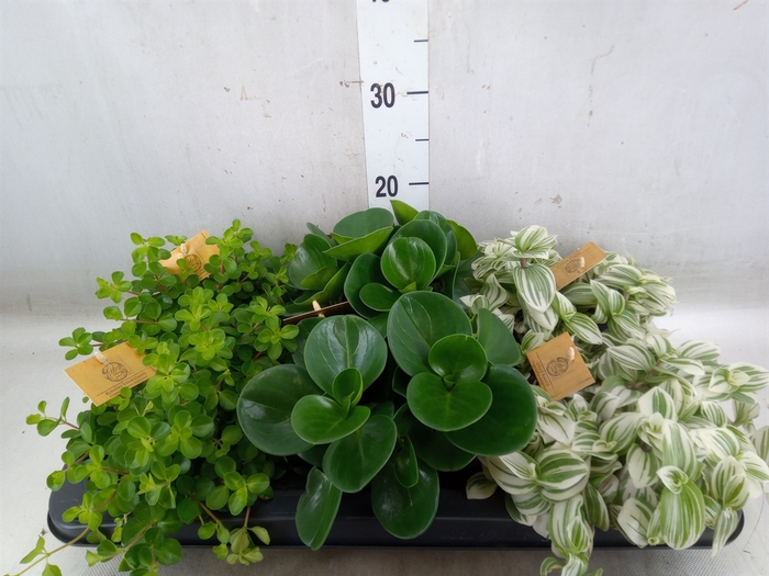 <h4>Planten  ..mix</h4>