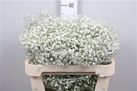 <h4>Gyps Pa Xlence (box)</h4>