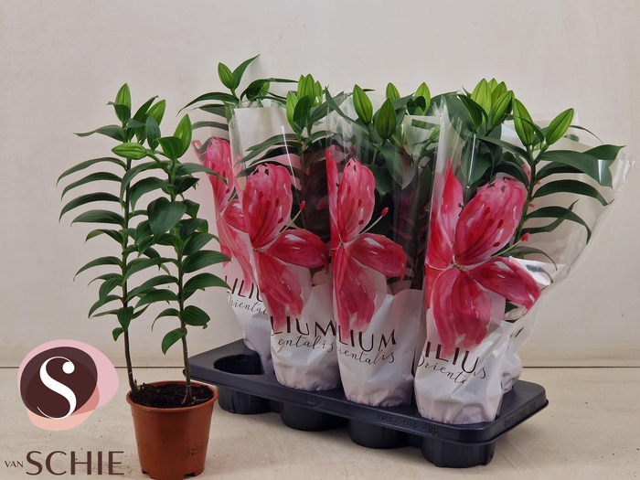 <h4>LIL OR REELEEZE</h4>