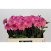 Dahlia Esli