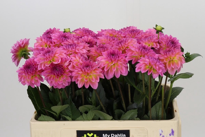 <h4>Dahlia Esli</h4>