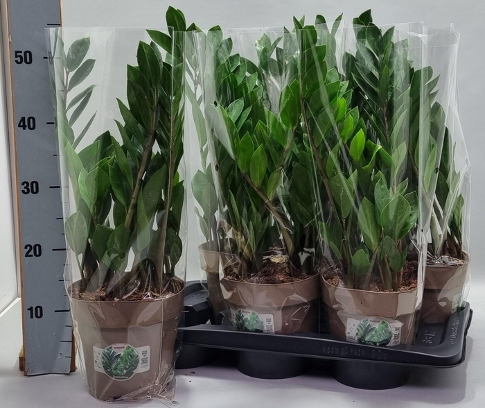 <h4>ZAMIO ZAMIIFOLIA</h4>