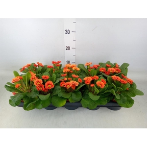 Primula   ...