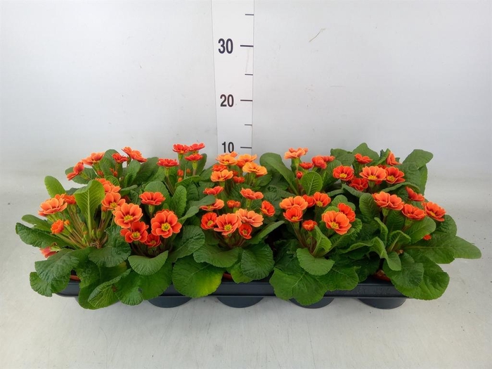 <h4>Primula ...</h4>