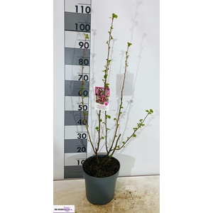 RIBES SA KING ED VII