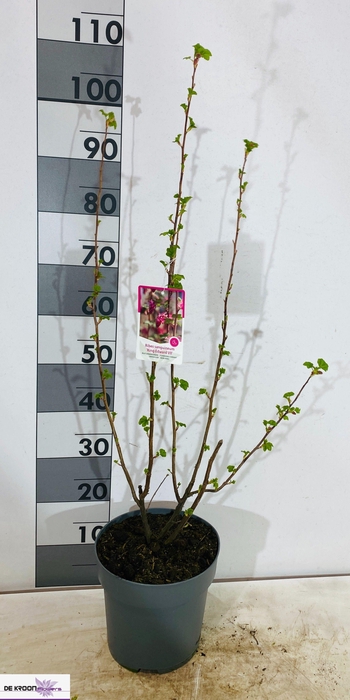 <h4>RIBES SA KING ED VII</h4>