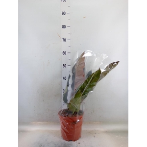 Philodendron  'Imperial Red'