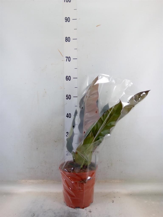 <h4>Philodendron  'Imperial Red'</h4>