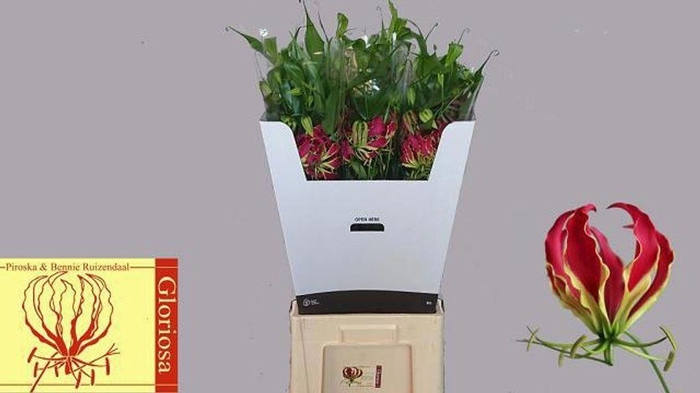 <h4>Gloriosa rothschildiana</h4>