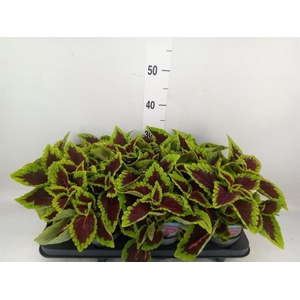 Plectranthus col. 'MSt Alligator A'