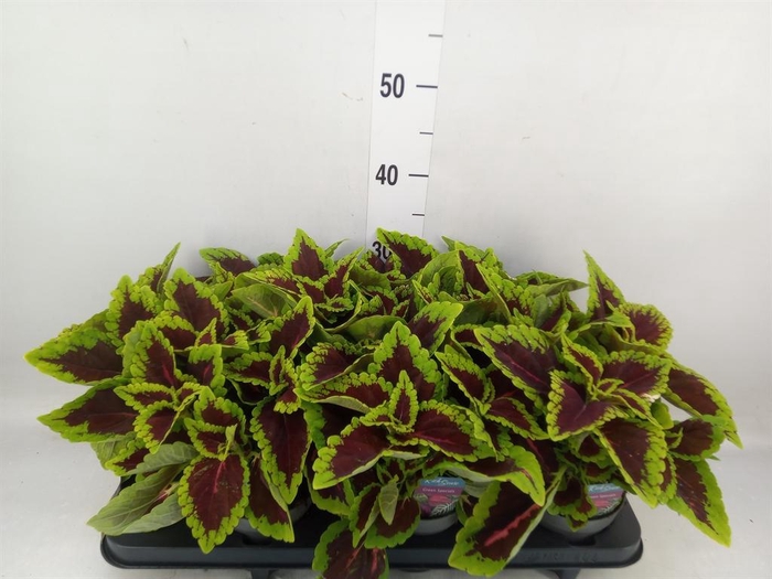 <h4>Plectranthus col. 'MSt Alligator A'</h4>