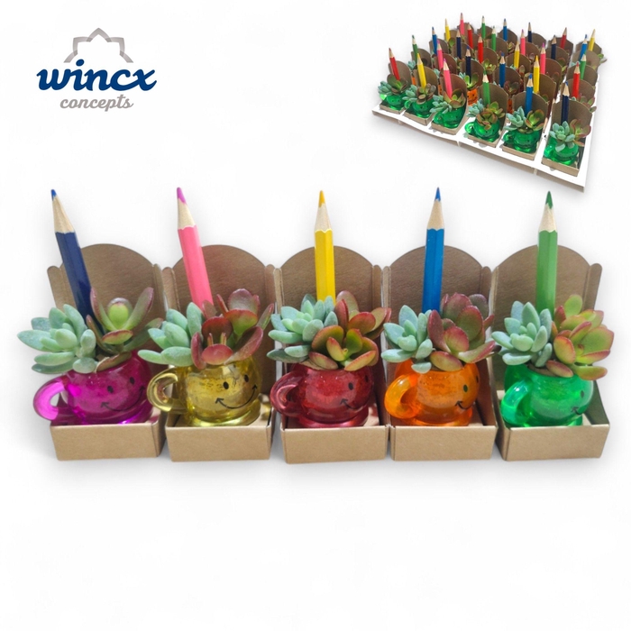 <h4>Concepts® - Smiley Succulent Dobbel Concepts®</h4>