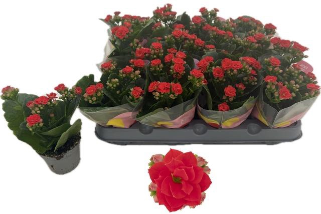 <h4>KAL GE RF NOELLE</h4>