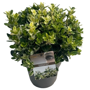 Euonymus jap. 'Pierrolino' sense
