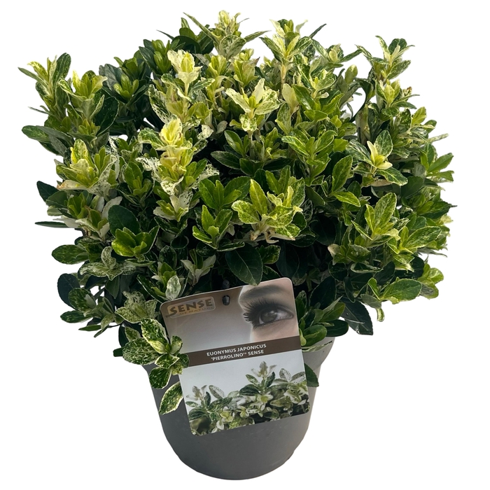 <h4>Euonymus jap. 'Pierrolino' sense</h4>