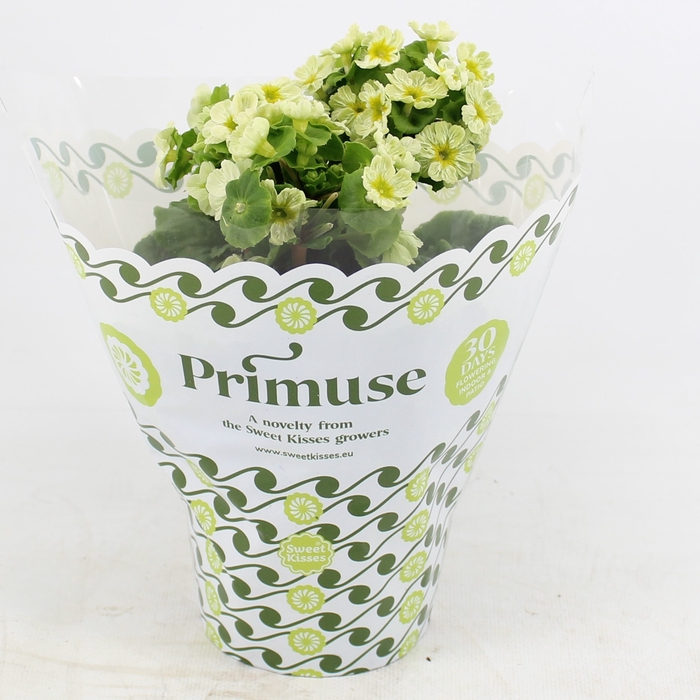 Prim.Pricanto Lime in Plastic Hoes