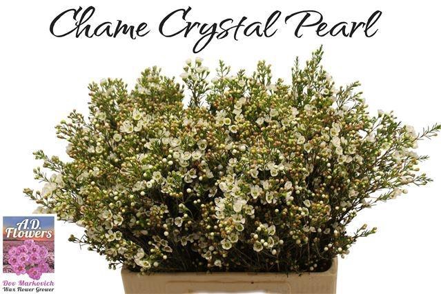 <h4>CHAME CRYSTAL PEARL</h4>