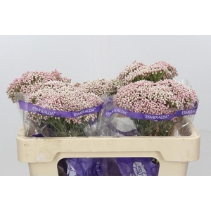 Ozothamnus Cooks Tall Pink