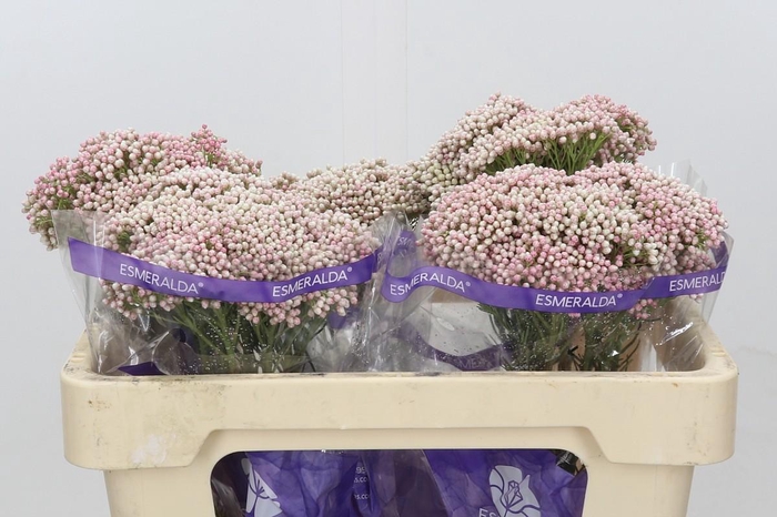 <h4>Ozothamnus Cooks Tall Pink</h4>