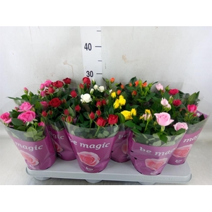 Rosa  'Beau Monde'   ...mix 7