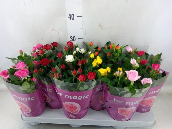 <h4>Rosa  'Beau Monde'   ...mix 7</h4>