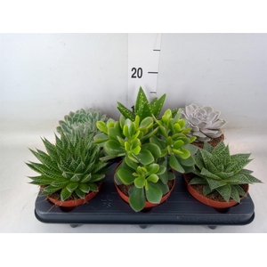 Succulents   ...mix 6