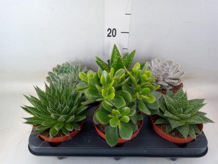 <h4>Succulents   ...mix 6</h4>