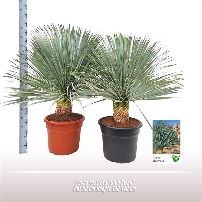 <h4>Yucca Rostrata Blue Swan</h4>