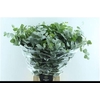 Euca Cinerea Heavy 5 Stems Selected