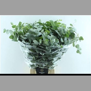 Euca Cinerea Heavy 5 Stems Selected