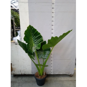 Alocasia macrorrhizos
