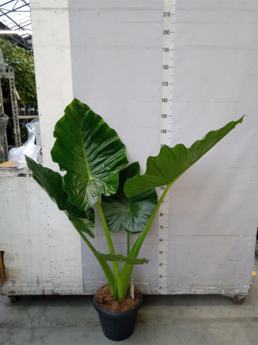 <h4>Alocasia macrorrhizos</h4>