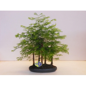 Metasequoia glyptostroboides, 30 cm., group 5 stem