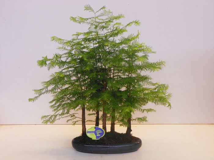 <h4>Metasequoia glyptostroboides, 30 cm., group 5 stem, with driptray</h4>