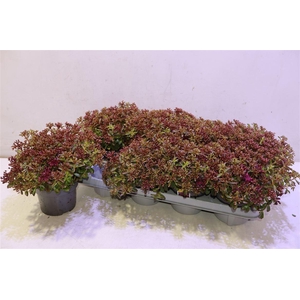 Sedum Spu Spot D Ros