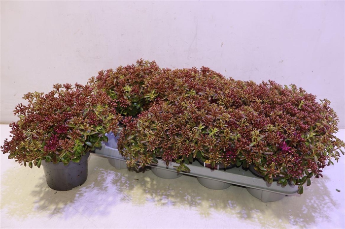 <h4>Sedum Spu Spot D Ros</h4>