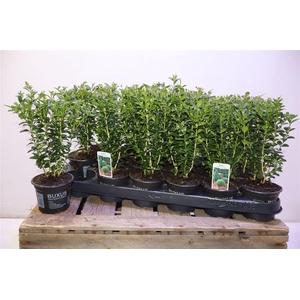 Buxu Sempervirens