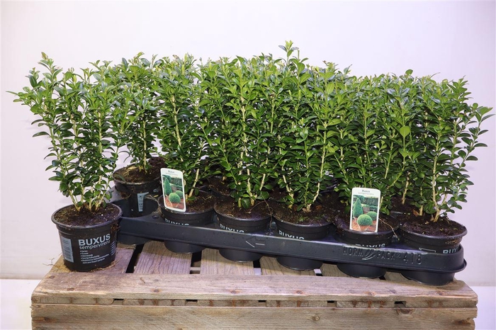 <h4>Buxu Sempervirens</h4>