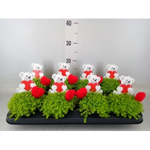 Soleirolia soleirolii 'Aurea'